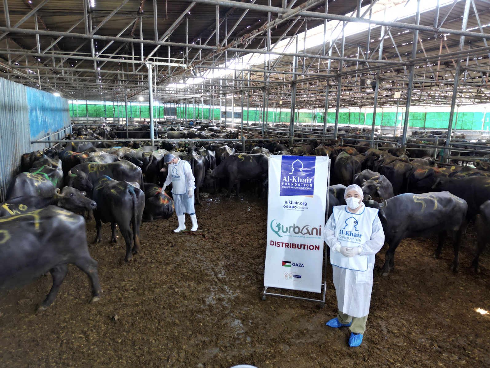 Healthy animals that meet Islamic Qurbani requirements are carefully selected, examined, and kept under appropriate welfare conditions before slaughter.